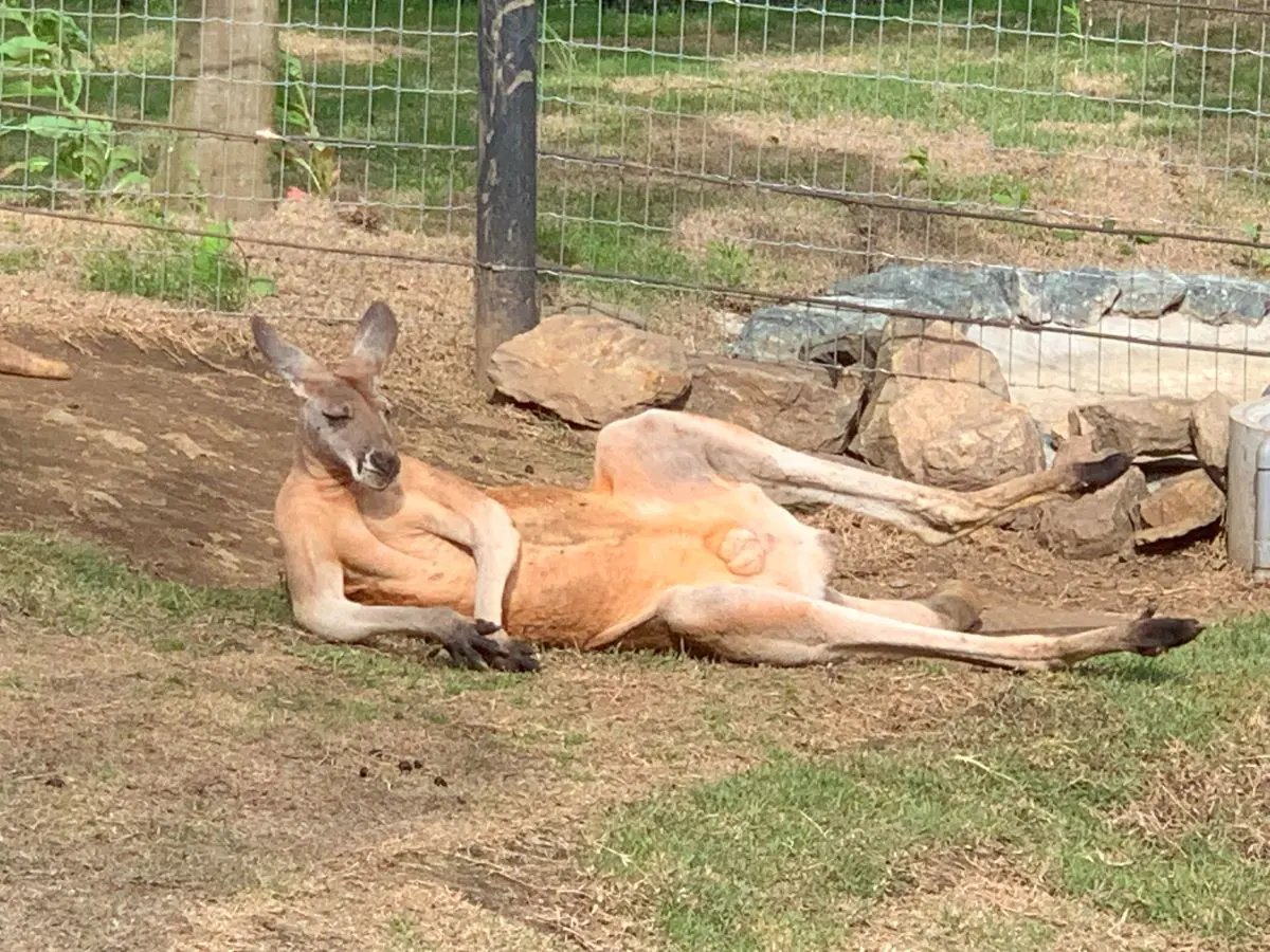 🏞️ 모리오카시 동물공원 줌오